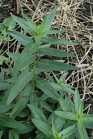 Lythrum salicaria \ Blut-Weiderich / Purple Loosestrife, D B&uuml;rstadt 27.9.2025