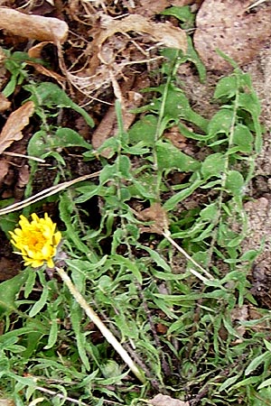 Taraxacum pectinatiforme \ Kammf�rmiger L�wenzahn / Pectinate-Leaved Dandelion, D Mannheim 8.4.2014