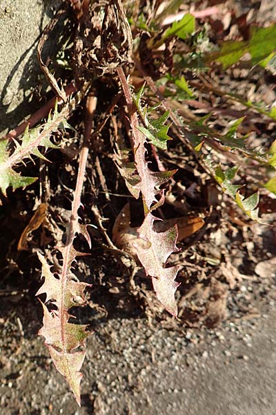 Taraxacum spec2 ? \ L�wenzahn / Dandelion, D Sachsen, Rathen an der Elbe 2.11.2015