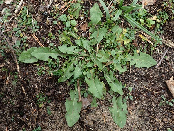Taraxacum spec6 ? \ L�wenzahn / Dandelion, D Schwetzingen 7.11.2015