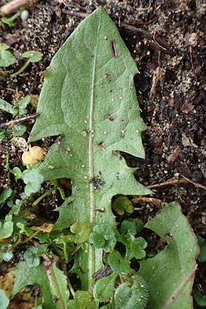 Taraxacum spec6 ? \ L�wenzahn / Dandelion, D Schwetzingen 7.11.2015