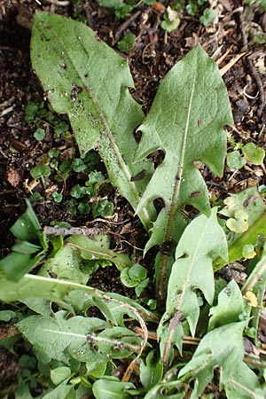 Taraxacum spec6 ? \ L�wenzahn / Dandelion, D Schwetzingen 7.11.2015