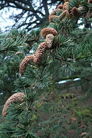 Cedrus libani \ Libanon-Zeder / Cedar of Lebanon, D Weinheim an der Bergstra&szlig;e 26.12.2016