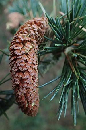 Cedrus libani \ Libanon-Zeder / Cedar of Lebanon, D Weinheim an der Bergstra&szlig;e 26.12.2016