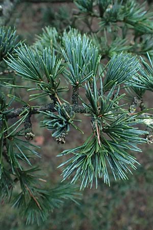 Cedrus libani \ Libanon-Zeder / Cedar of Lebanon, D Weinheim an der Bergstra&szlig;e 26.12.2016