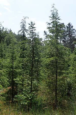 Cedrus libani \ Libanon-Zeder / Cedar of Lebanon, D Mannheim 22.5.2023