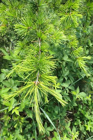 Cedrus libani \ Libanon-Zeder / Cedar of Lebanon, D Mannheim 22.5.2023