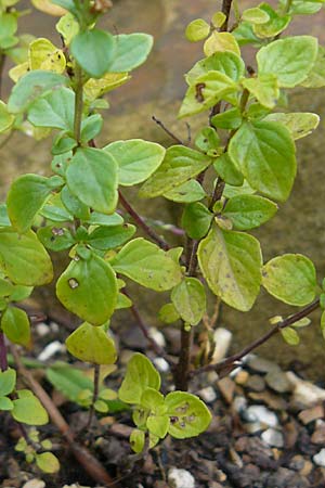 Micromeria thymifolia \ Balkan-Steinminze, Schein-Quendel / Thyme-Leaved Savory, D Botan. Gar.  Universit.  Mainz 13.9.2008
