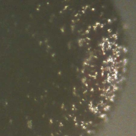 Portulaca papillatostellulata \ Papillenfr&uuml;chtiger Portulak / Papilla-Fruited Purslane, D Mannheim 19.9.2018