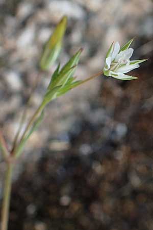 Sabulina tenuifolia subsp. hybrida \ Zarte Miere, Feinbl&auml;ttrige Miere / Fine-Leaved Sandwort, Slender-Leaf Sandwort, D Heidelberg 29.4.2017