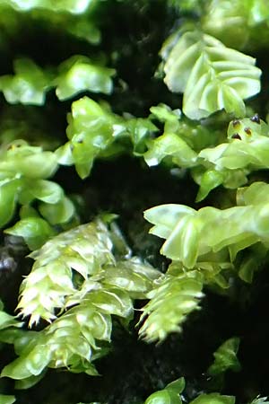 Plagiochila asplenioides ? \ Gro&szlig;es Schiefmund-Lebermoos / Greater Featherwort, Cedar-Shake Liverwort, D Schwarzwald/Black-Forest, Allerheiligen 1.8.2017