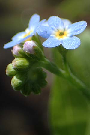 Myosotis laxa \ Rasen-Vergissmeinnicht / Small-Flowered Forget-me-not, Tufted Forget-me-not, D Gro&szlig;-Gerau 29.5.2021