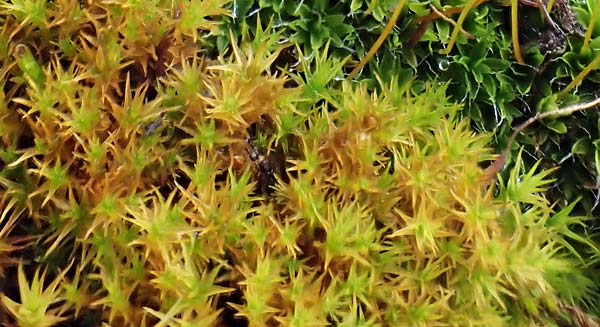 Grimmia trichophylla ? \ Haarbl�ttriges Kissenmoos / Grimmia Dry Rock Moss, D Wachenheim 5.2.2022