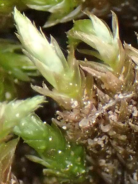 Brachythecium rivulare \ Bach-Kurzb�chsenmoos / Brachythecium Moss, D Trippstadt 23.4.2022