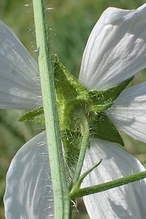 Malva moschata \ Moschus-Malve / Musk Mallow, D Odenwald, F&uuml;rth 30.7.2022