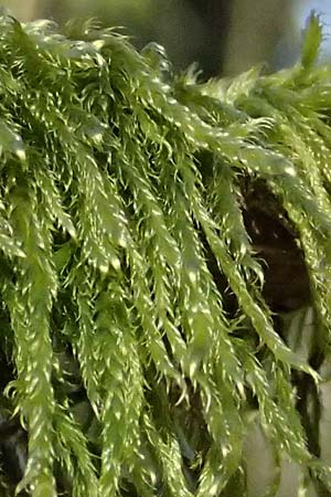 Hypnum cupressiforme / Cypress-Leaved Plait Moss, D Odenwald, Ursenbach 2.3.2025