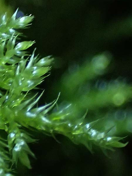 Musci specC ? / Moss, D Odenwald, Mossautal 28.9.2025