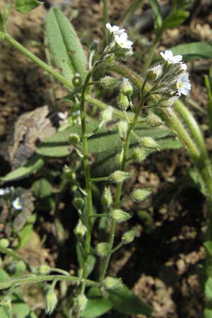 Myosotis arvensis \ Acker-Vergissmeinnicht / Field Forget-me-not, D Apfelberg 16.6.2007