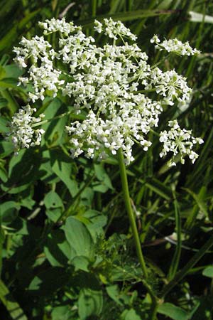 Meum athamanticum \ B�rwurz / Spignel, D Schwarzwald/Black-Forest, Feldberg 24.6.2007