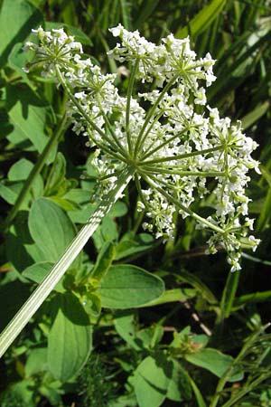 Meum athamanticum \ B�rwurz / Spignel, D Schwarzwald/Black-Forest, Feldberg 24.6.2007