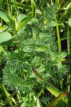 Meum athamanticum \ B�rwurz / Spignel, D Schwarzwald/Black-Forest, Feldberg 24.6.2007