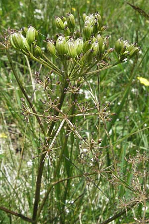 Meum athamanticum \ B�rwurz / Spignel, D Schwarzwald/Black-Forest, Feldberg 24.6.2007
