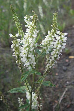 Melilotus albus \ Wei�er Steinklee, Wei�er Honigklee / White Melilot, D Eisenberg 27.7.2007