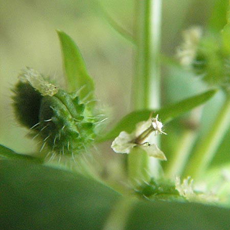 Mercurialis annua \ Einj�hriges Bingelkraut / Annual Mercury, D Babenhausen 11.8.2007