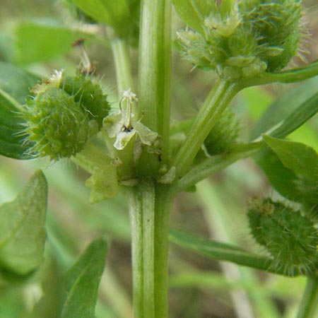 Mercurialis annua \ Einj�hriges Bingelkraut / Annual Mercury, D Babenhausen 11.8.2007
