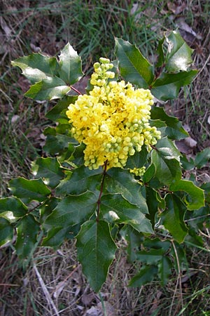 Mahonia aquifolium \ Gew�hnliche Mahonie / Shining Oregon Grape, Tall Oregon Grape, D Mannheim 14.4.2015