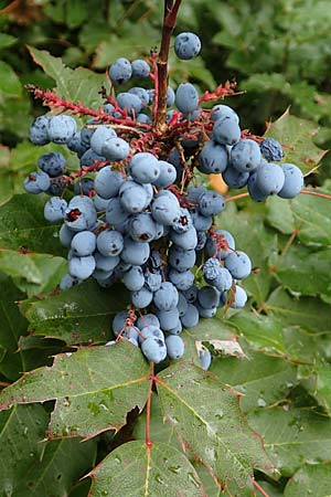 Mahonia aquifolium \ Gew�hnliche Mahonie / Shining Oregon Grape, Tall Oregon Grape, D Bensheim 13.9.2015