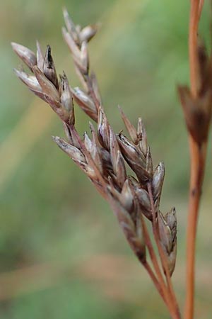 Molinia arundinacea \ Rohr-Pfeifengras / Tall Moor Grass, D Ketsch 7.10.2015