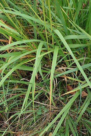 Molinia arundinacea \ Rohr-Pfeifengras / Tall Moor Grass, D Ketsch 7.10.2015