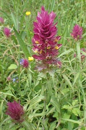 Melampyrum arvense \ Acker-Wachtelweizen / Field Cow-Wheat, D &Ouml;stringen-Eichelberg 28.5.2016
