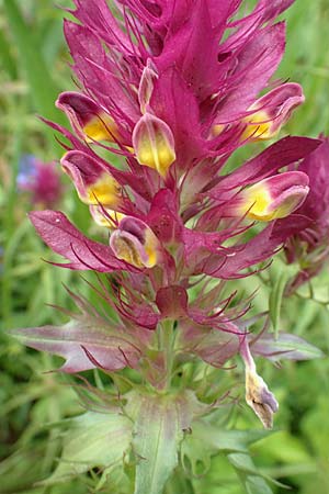 Melampyrum arvense \ Acker-Wachtelweizen / Field Cow-Wheat, D &Ouml;stringen-Eichelberg 28.5.2016