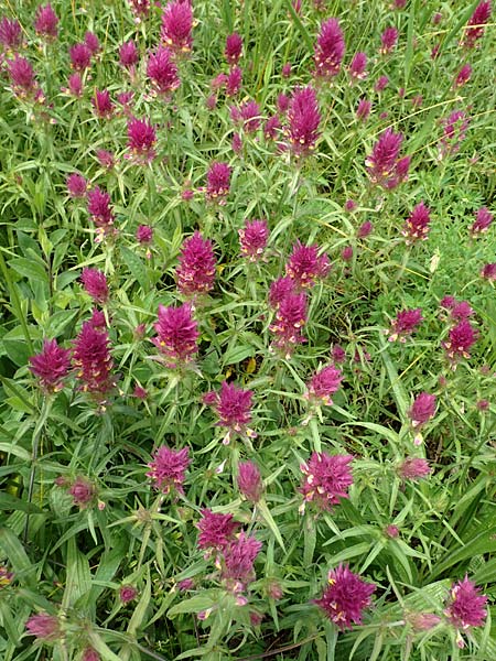 Melampyrum arvense \ Acker-Wachtelweizen / Field Cow-Wheat, D &Ouml;stringen-Eichelberg 28.5.2016