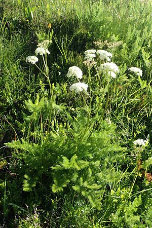 Meum athamanticum \ B�rwurz / Spignel, D Schwarzwald/Black-Forest, Feldberg 10.7.2016