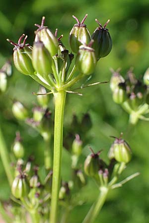 Meum athamanticum \ B�rwurz / Spignel, D Schwarzwald/Black-Forest, Feldberg 10.7.2016