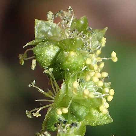 Mercurialis annua \ Einj�hriges Bingelkraut / Annual Mercury, D Mannheim 11.3.2017