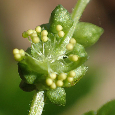 Mercurialis annua \ Einj�hriges Bingelkraut / Annual Mercury, D Mannheim 11.3.2017