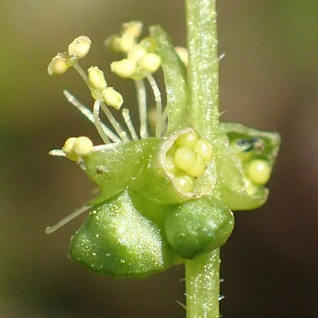 Mercurialis annua \ Einj�hriges Bingelkraut / Annual Mercury, D Mannheim 11.3.2017