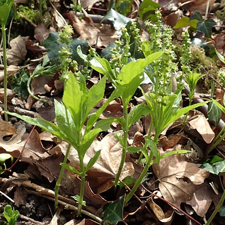 Mercurialis annua \ Einj�hriges Bingelkraut / Annual Mercury, D Mannheim 11.3.2017