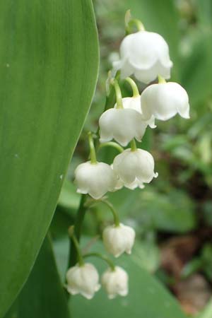 Convallaria majalis \ Maigl�ckchen / Lily of the Valley, D Werbachhausen 20.5.2017