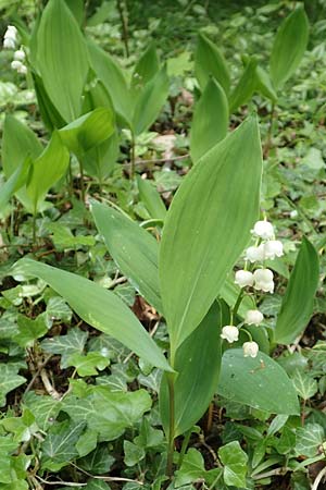 Convallaria majalis \ Maigl�ckchen / Lily of the Valley, D Werbachhausen 20.5.2017