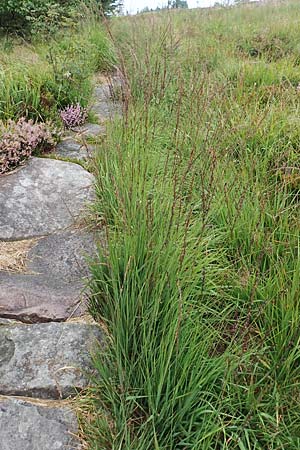 Molinia arundinacea \ Rohr-Pfeifengras / Tall Moor Grass, D Schwarzwald/Black-Forest, Hornisgrinde 1.8.2017