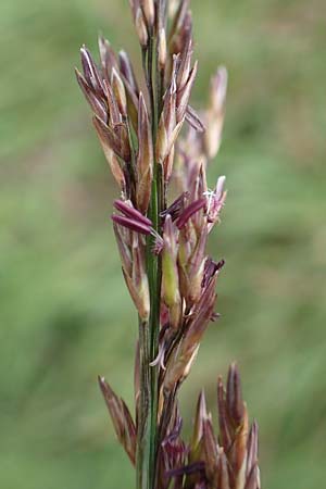 Molinia arundinacea \ Rohr-Pfeifengras / Tall Moor Grass, D Schwarzwald/Black-Forest, Hornisgrinde 1.8.2017