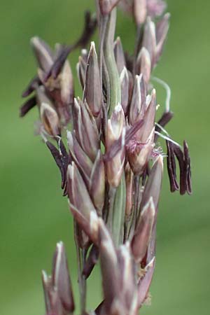 Molinia arundinacea \ Rohr-Pfeifengras / Tall Moor Grass, D Schwarzwald/Black-Forest, Hornisgrinde 1.8.2017