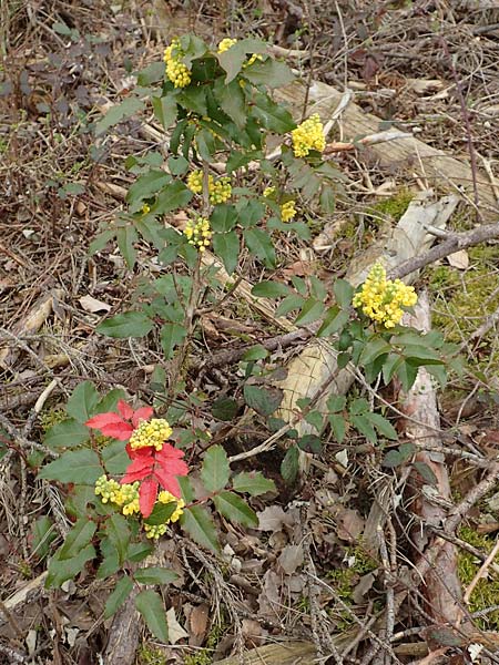 Mahonia aquifolium \ Gew�hnliche Mahonie / Shining Oregon Grape, Tall Oregon Grape, D Schwetzingen 9.4.2018