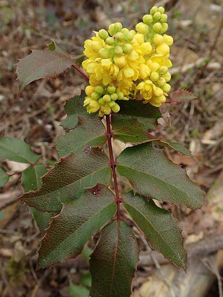 Mahonia aquifolium \ Gew�hnliche Mahonie / Shining Oregon Grape, Tall Oregon Grape, D Schwetzingen 9.4.2018