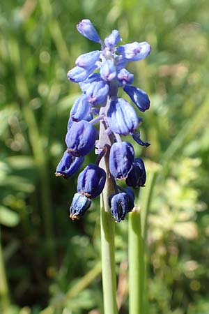 Muscari aucheri \ Auchers Traubenhyazinthe / Aucher-Eloy Grape Hyacinth, D Laudenbach an der Bergstra&szlig;e 17.4.2018